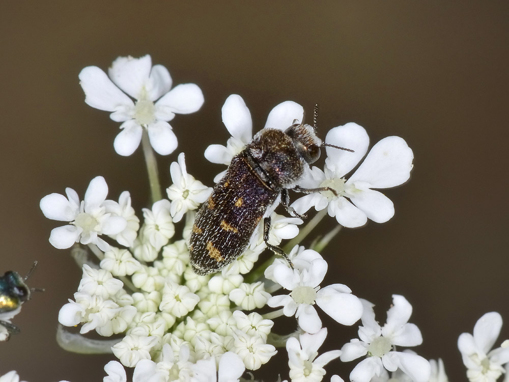 Acmaeoderella flavofasciata